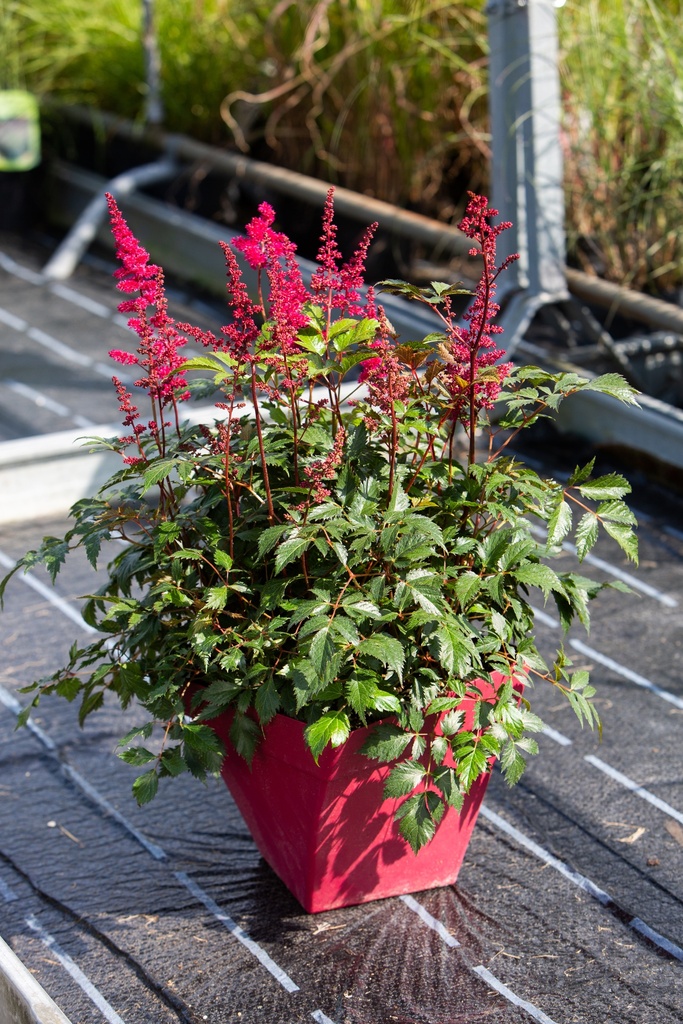 Astilbe arendsii 'Fanal'