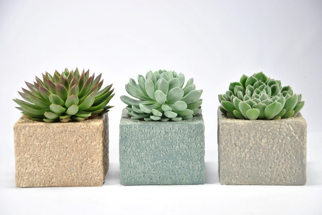 Echeveria mini