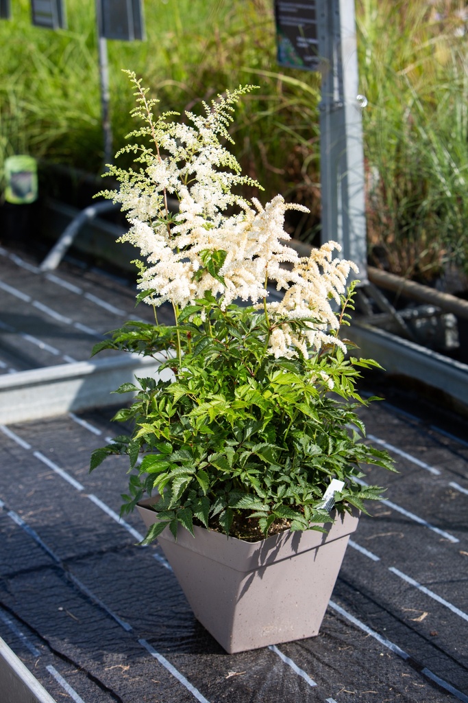 Astilbe japonica 'Deutschland'