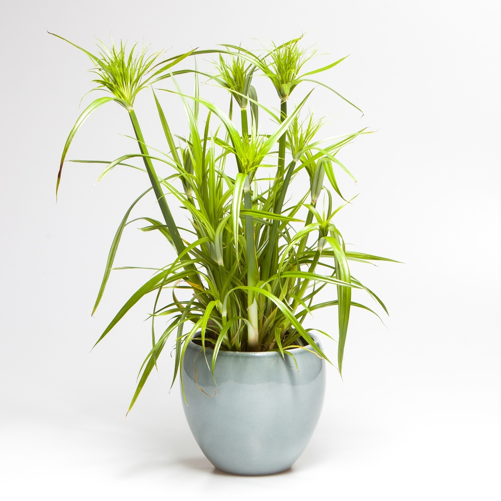 Cyperus papyrus