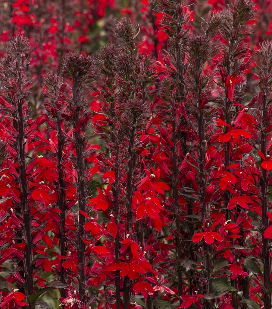 Lobelia x speciosa 'Fan Scarlet'