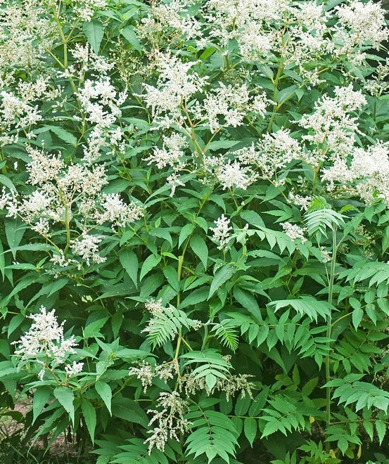 Persicaria polymorpha