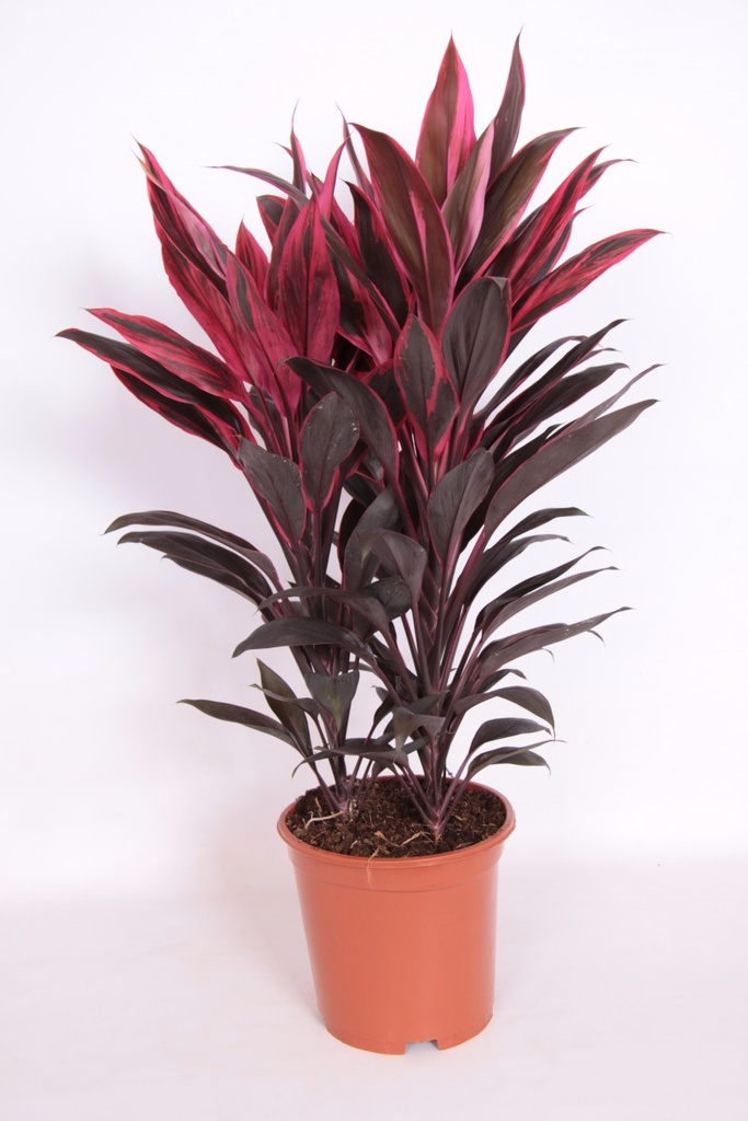 Cordyline 'Tango'