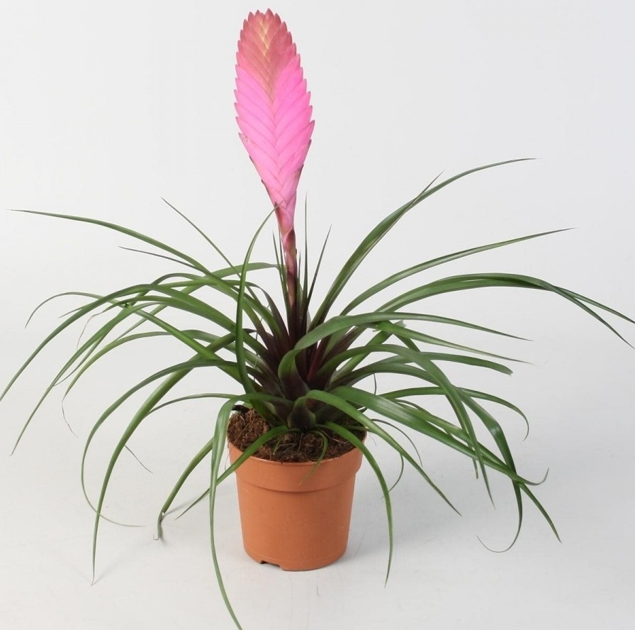 Tillandsia 'Audrey'