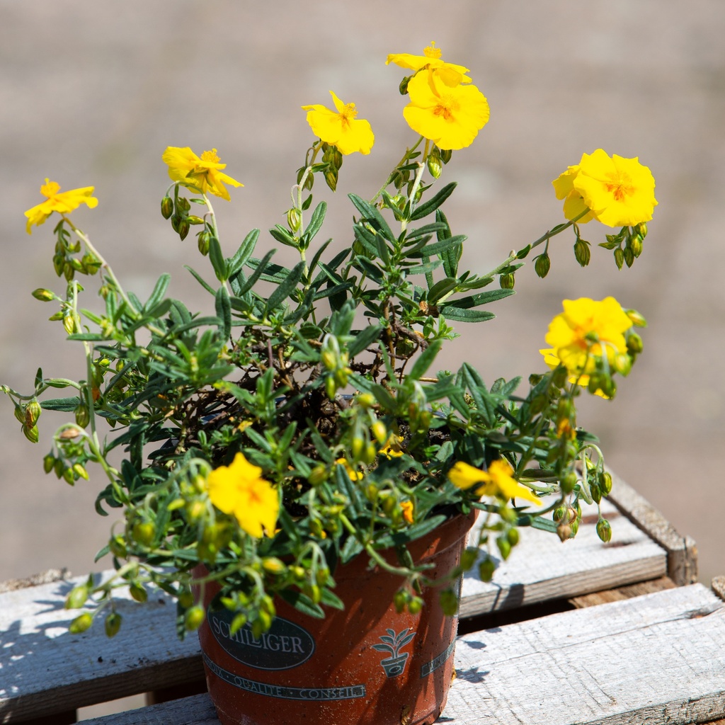 Helianthemum 'Ben Fhada'