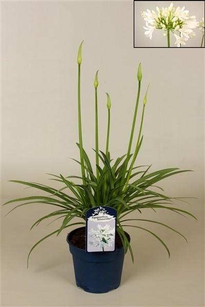 Agapanthus 'Amourette' (Blanc)