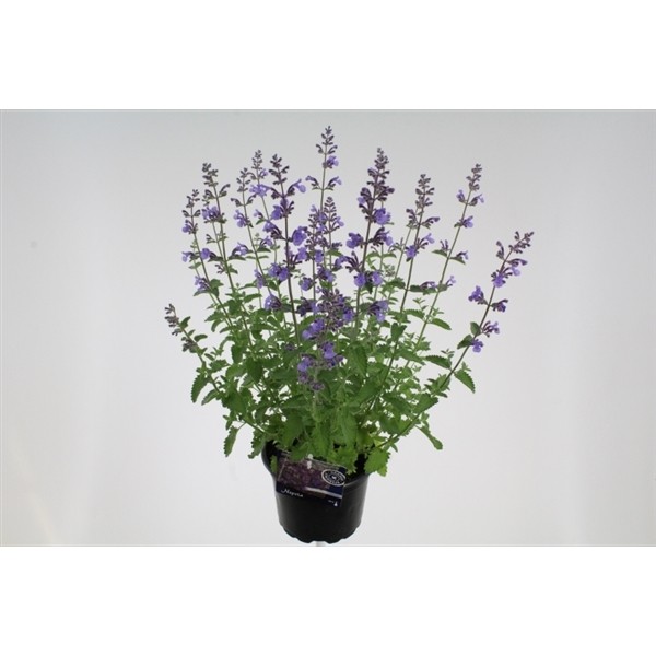 Nepeta x faassenii 'Six Hill's Giant'