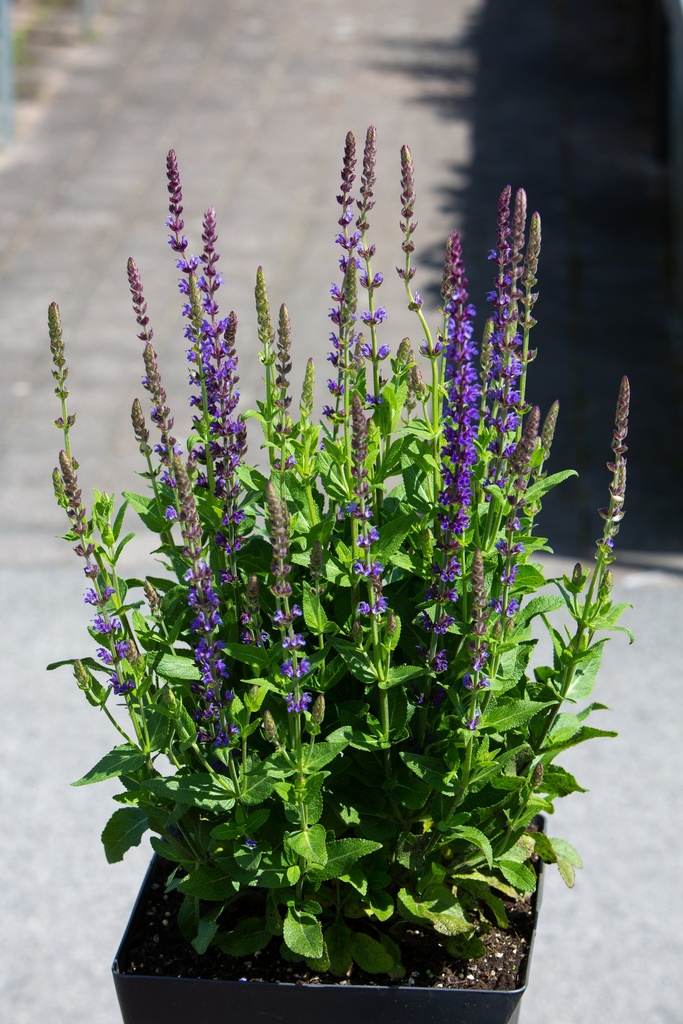 Salvia nemorosa 'Caradonna'