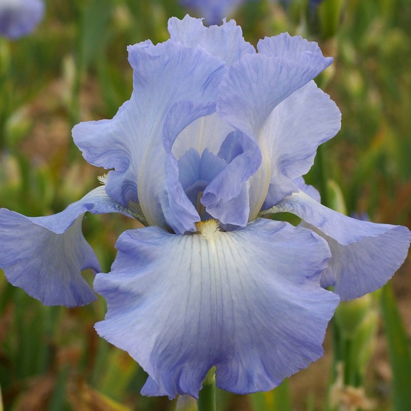 Iris germanica 'Joyful Skies'