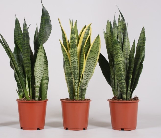 Sanseveria