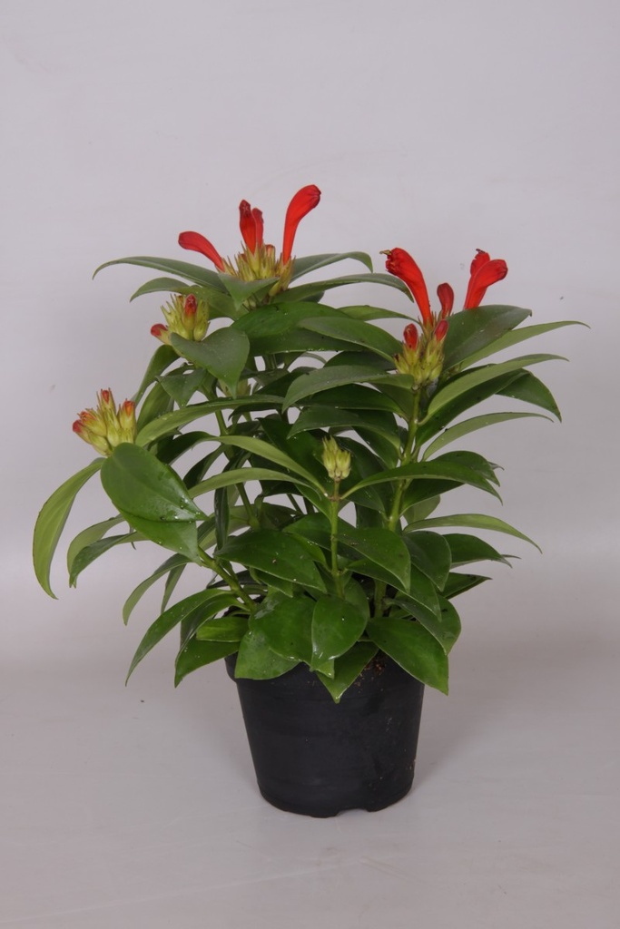 Aeschynanthus