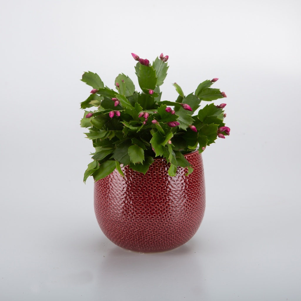 Schlumbergera