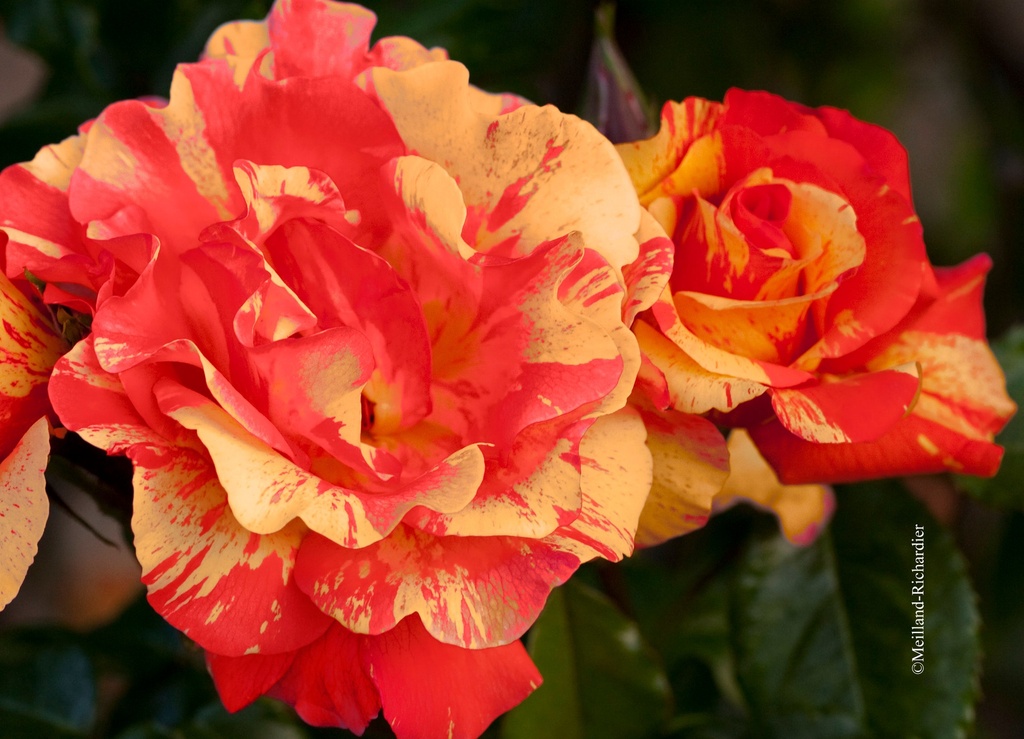 Rosier grimpant 'Sorbet Fruité'