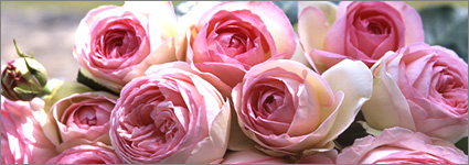 Rosier grimpant 'Pierre de Ronsard '