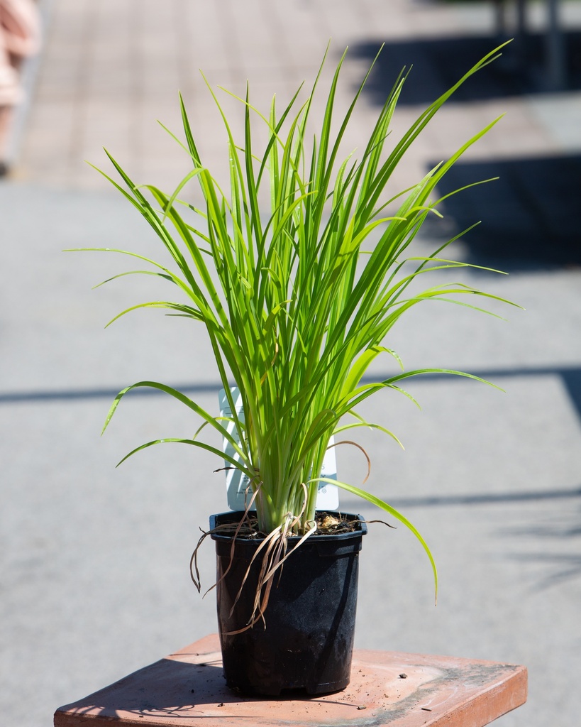 Hemerocallis