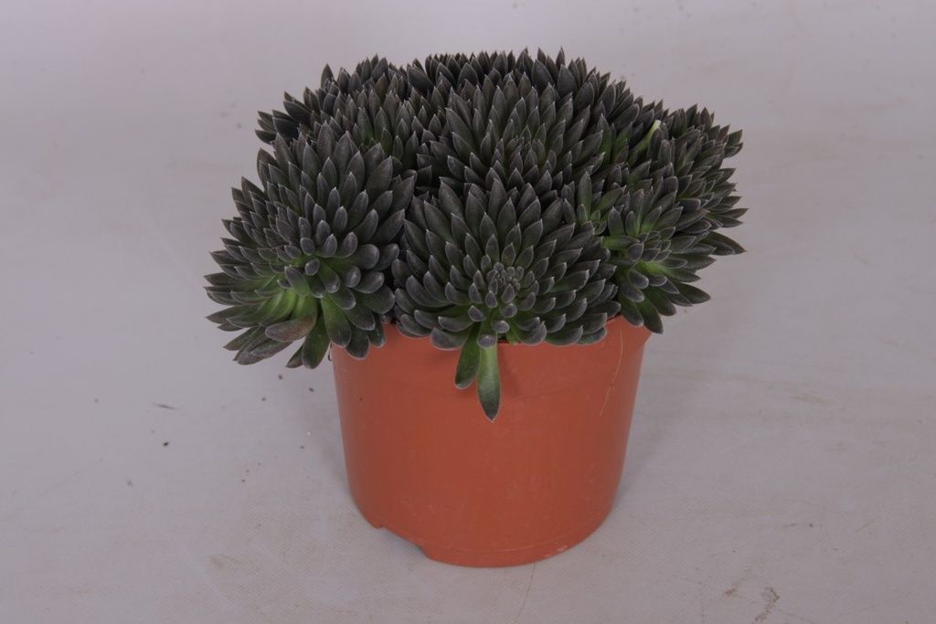 Sinocrassula yunnanensis