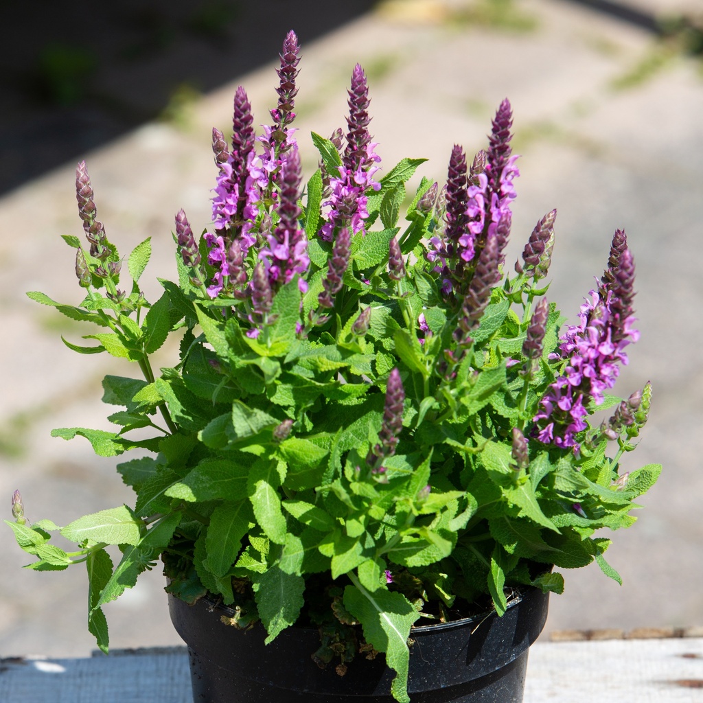 Salvia nemerosa 'Plumosa'