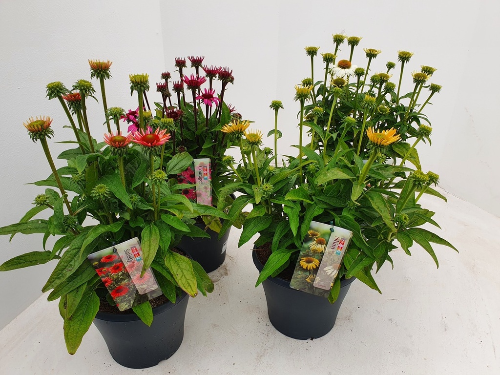 Echinacea 'Mooodz'