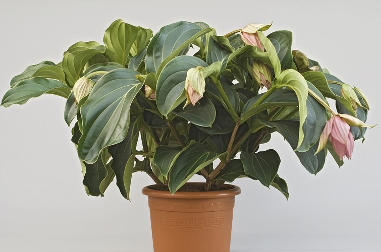 Medinilla magnifica