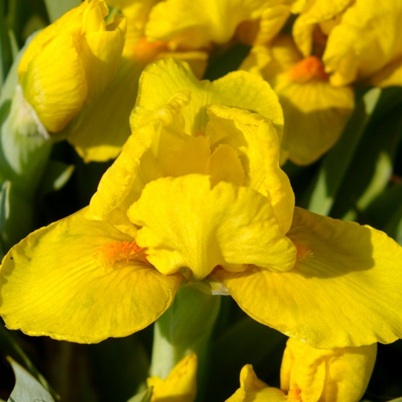 Iris germanica 'Sun Dabs'