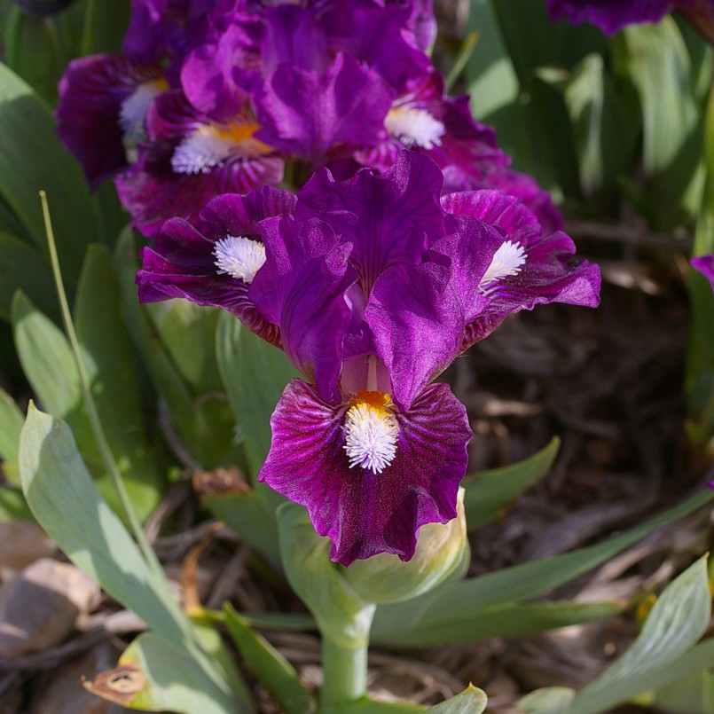 Iris germanica 'Wise'