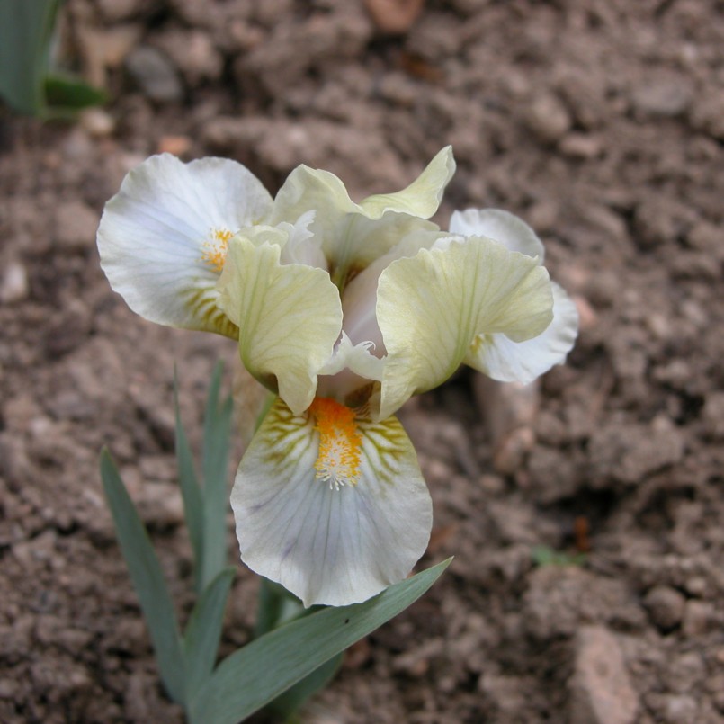 Iris germanica 'Jolly Joey'
