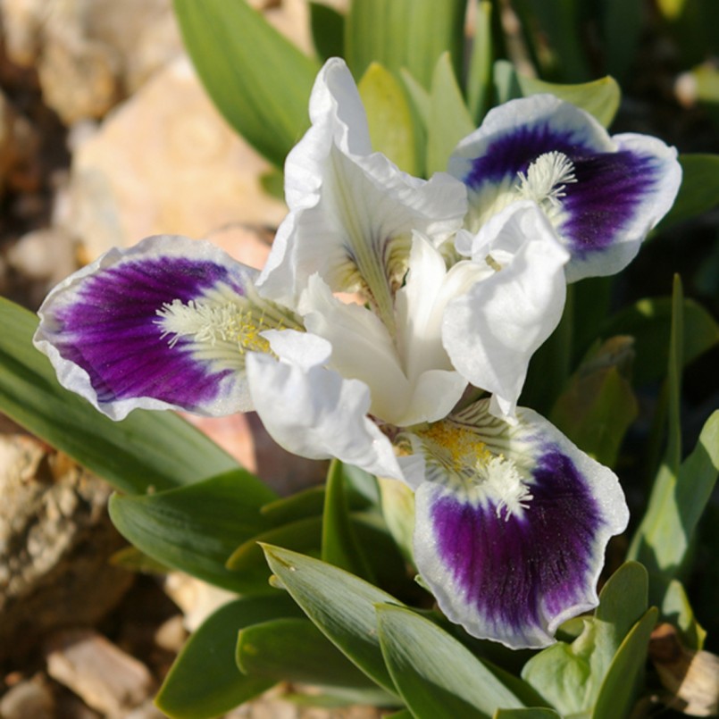 Iris germanica 'Doozey'