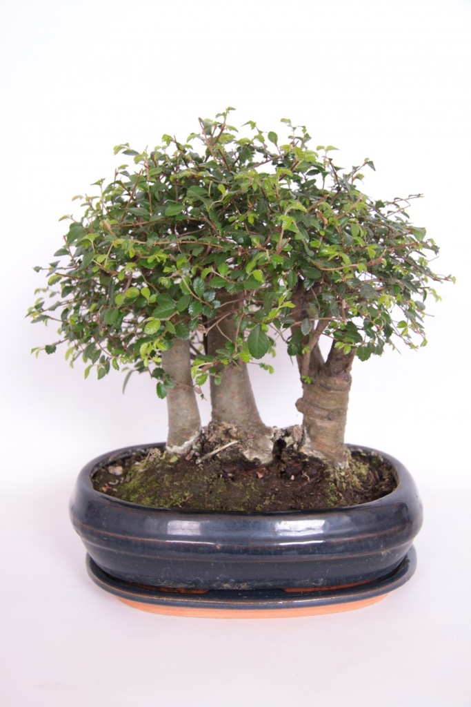 Bonsaï type forêt