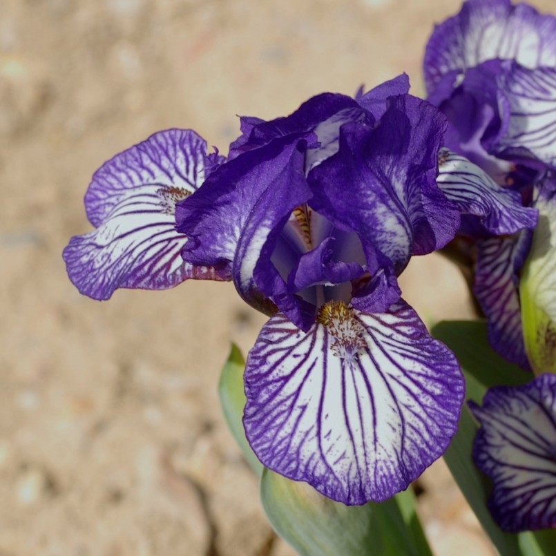 Iris germanica 'Dinky Circus'