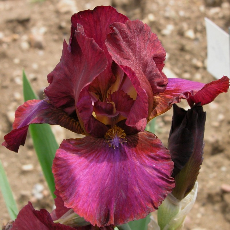 Iris germanica 'Wrangler'