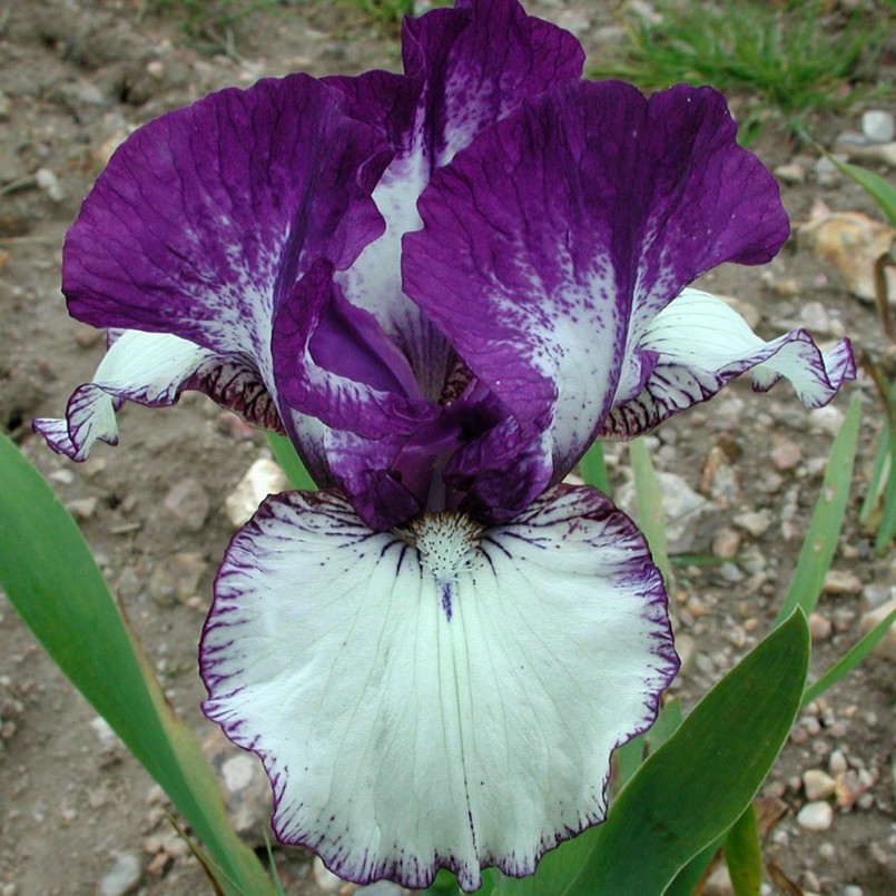 Iris germanica 'Rare Edition'