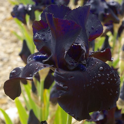 Iris germanica 'Black Suited'