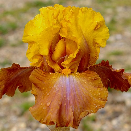 Iris germanica 'Dude Ranch'