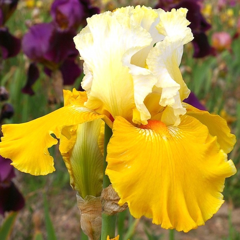 Iris germanica 'Cathedrale de Chichester'