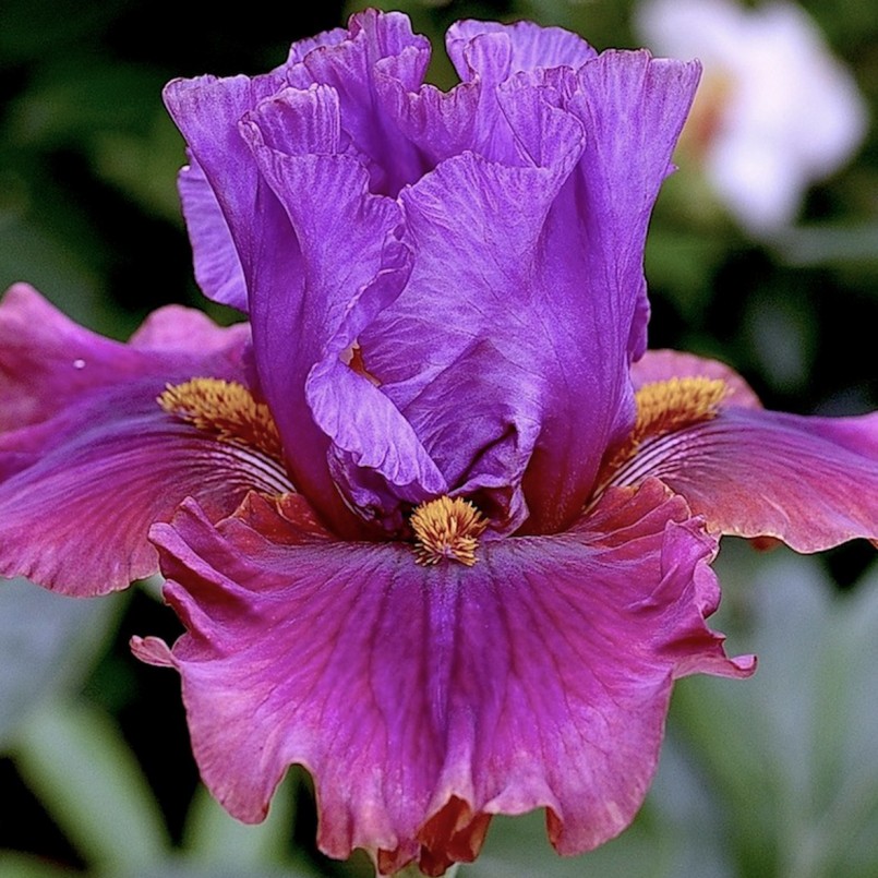 Iris germanica 'Nelly Tardivier'