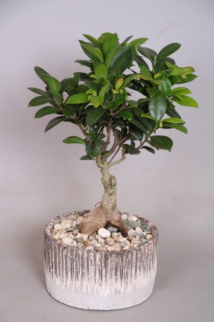 Ficus microcarpa 'Ginseng'