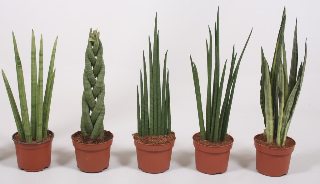 Sanseveria 'Special'