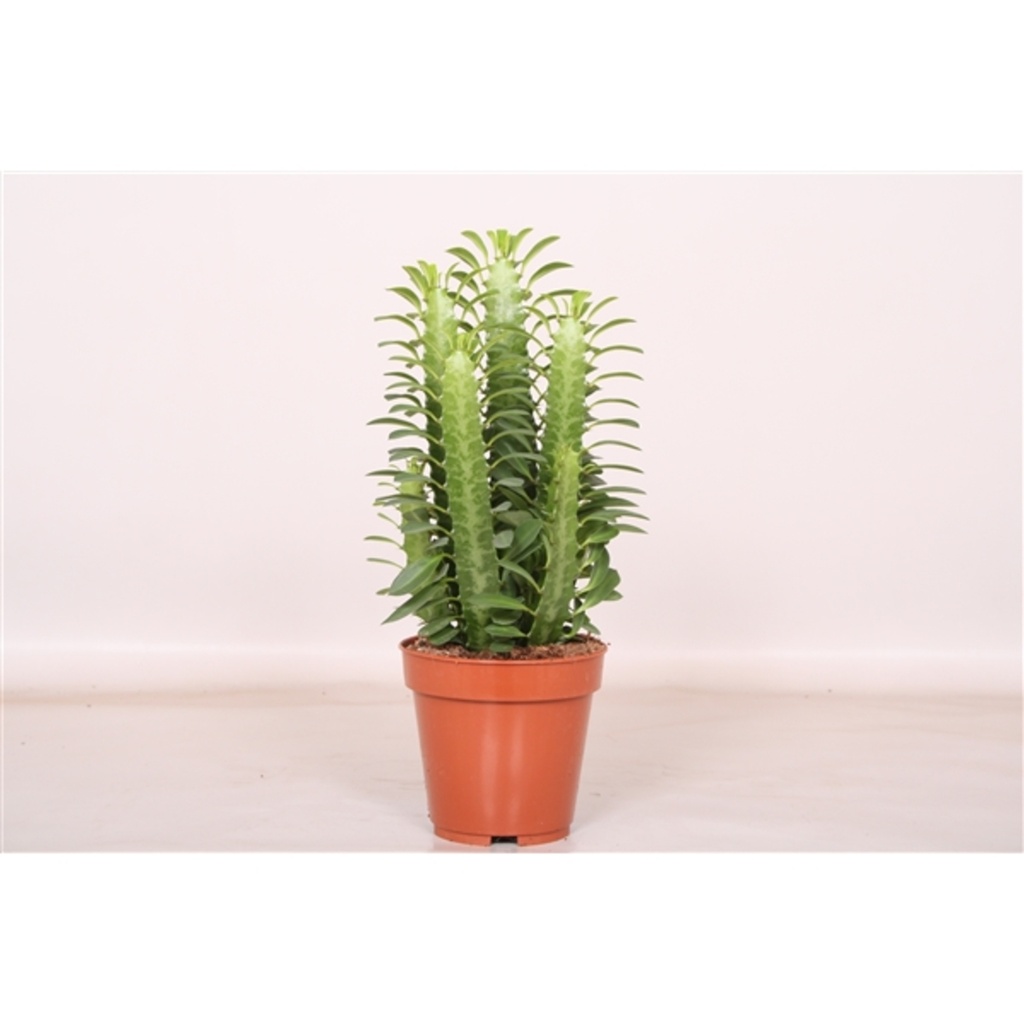 Euphorbia trigona