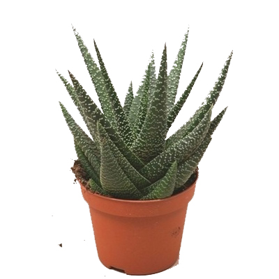 Gasworthia