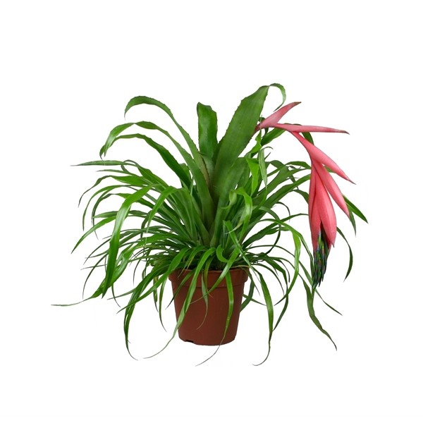 Bilbergia