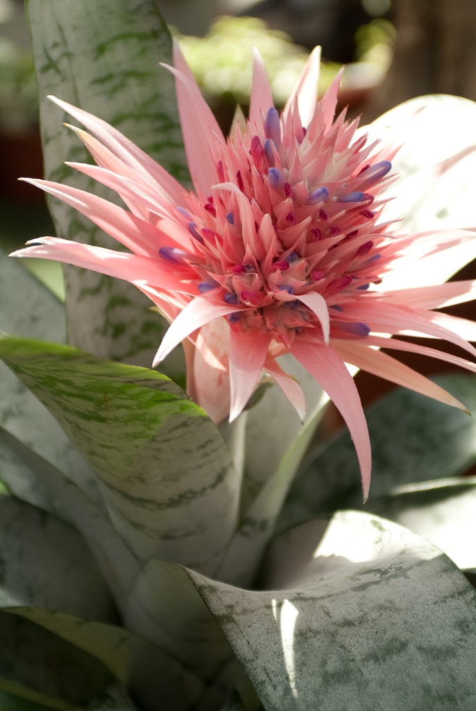 Aechmea