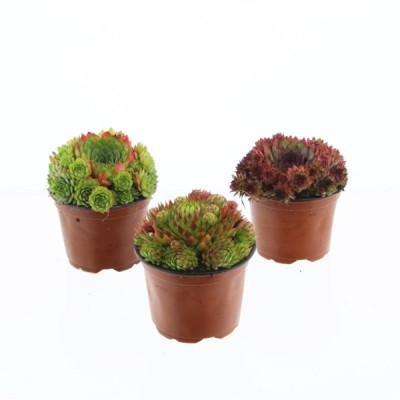 Sempervivum