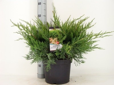Juniperus x Pfitzeriana 'Mint Julep'