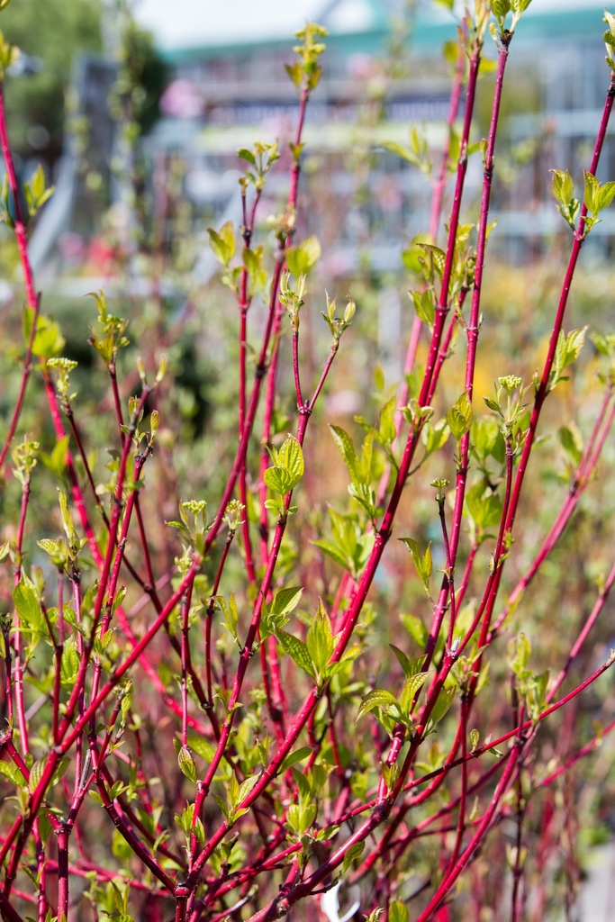 Cornus alba 'Sibirica'