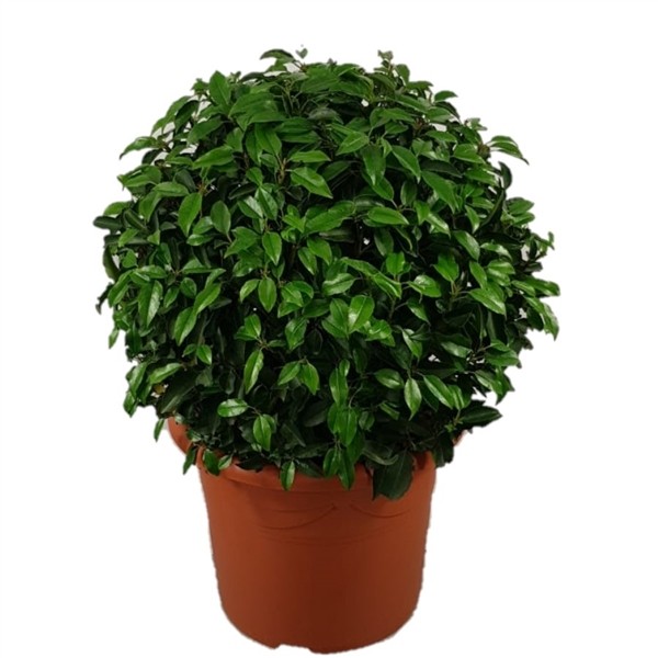 Prunus lusitanica
