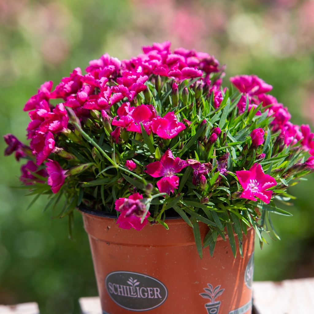 Dianthus 'Hana Scarlet'