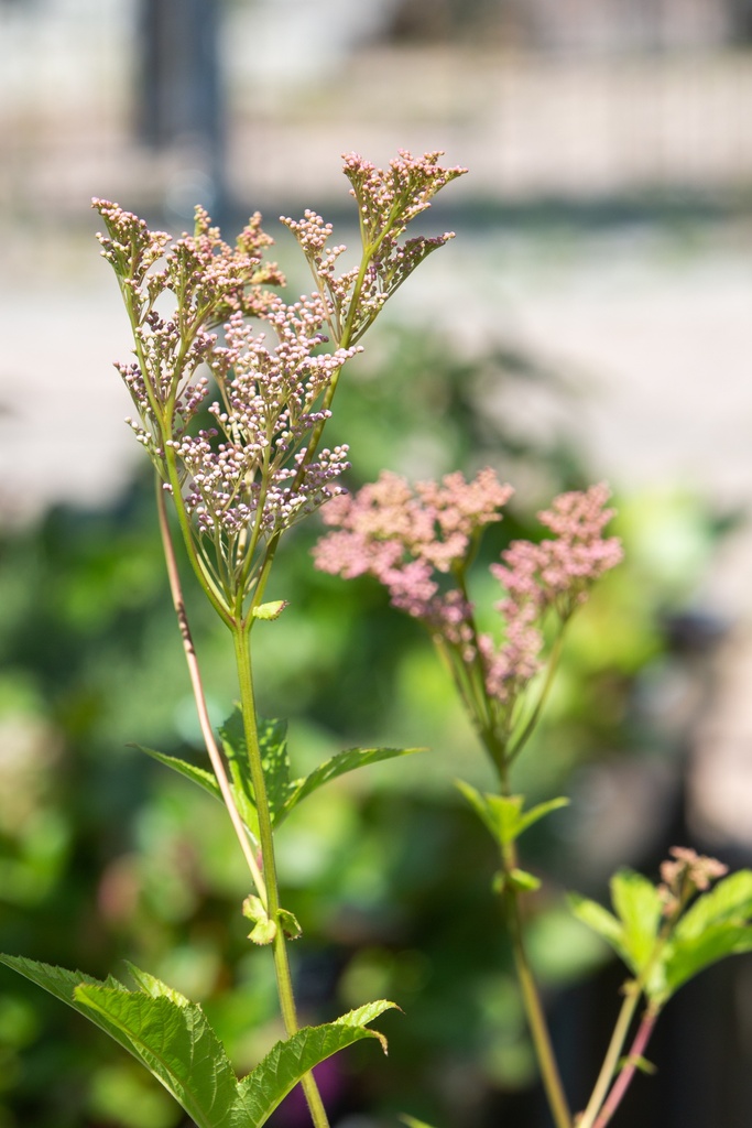 Filipendula rubra 'Venusta'