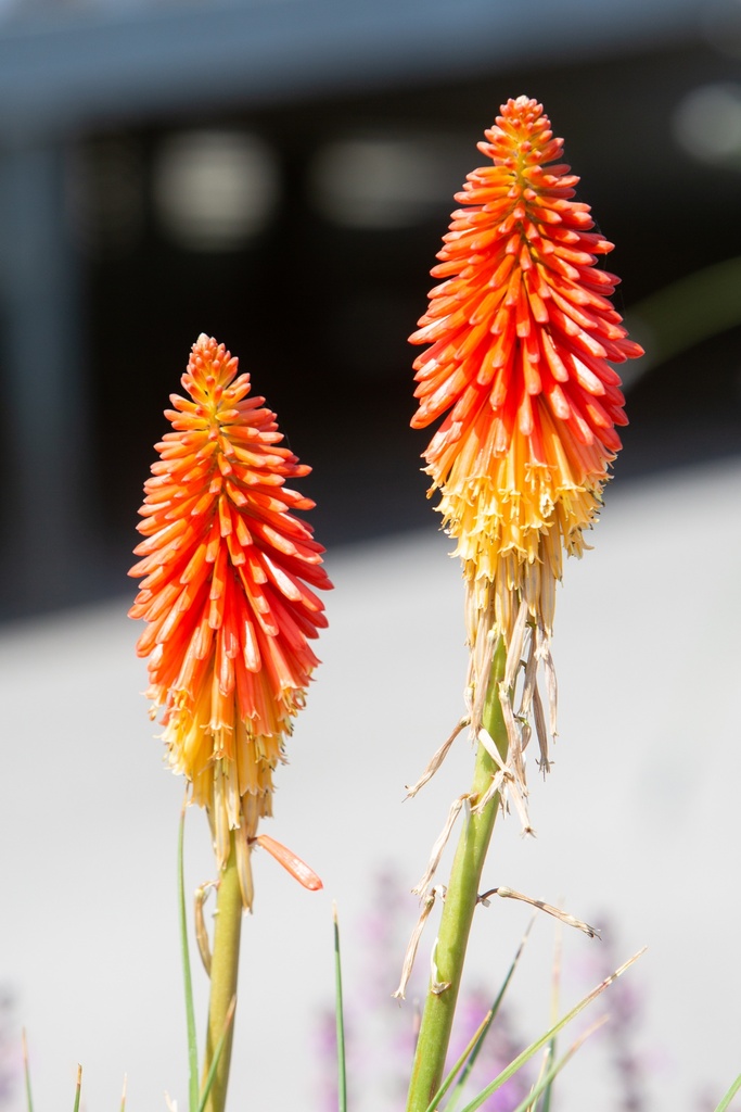 Kniphofia 'Papaya Popsicle'
