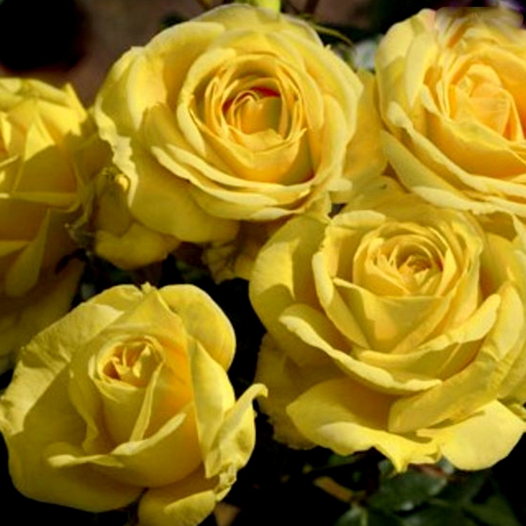 Rosier grimpant 'Happiness'