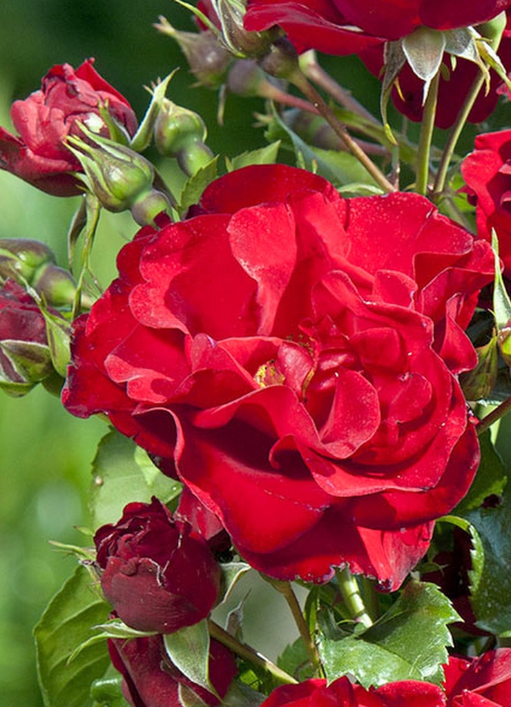 Rosier grimpant 'Zephyr'